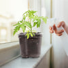 30Pcs Plant Nursery Pots PET Flower Seed Starting Pots Container With Dome With Drainage Holes
