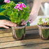 30Pcs Plant Nursery Pots PET Flower Seed Starting Pots Container With Dome With Drainage Holes